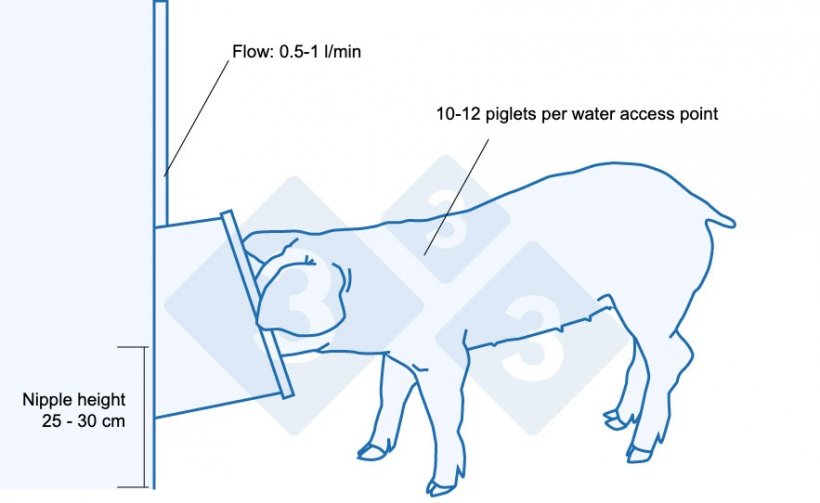 Recommendations for drinkers for&nbsp;recently weaned piglets.

